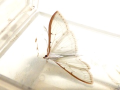 Palpita nigropunctalis