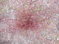 Eriogonum gracile