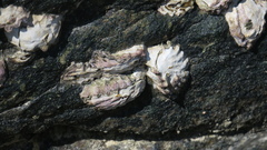 Saccostrea