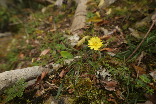 Ixeris tamagawaensis iNat (3)