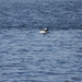 Bufflehead from Smyrna, DE, US on March 13, 2026 at 11:03 AM by thebirddude200