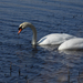 Mute Swan from Smyrna, DE, US on March 13, 2026 at 11:15 AM by thebirddude200