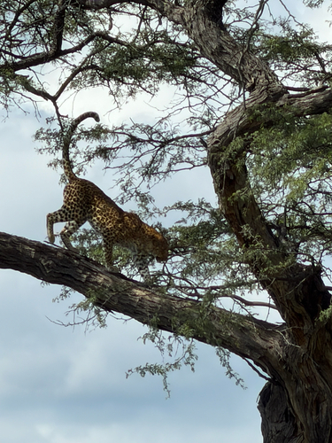 African Leopard