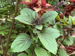 Ocimum gratissimum