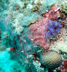 Monanchora arbuscula