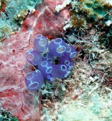 Clavelina puertosecensis