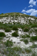 Artemisia salsoloides