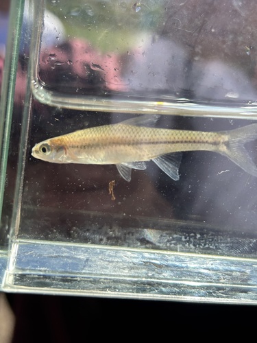 Pugnose minnow (Opsopoeodus emiliae) — Cyprinidae