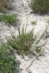 Scrophularia cretacea