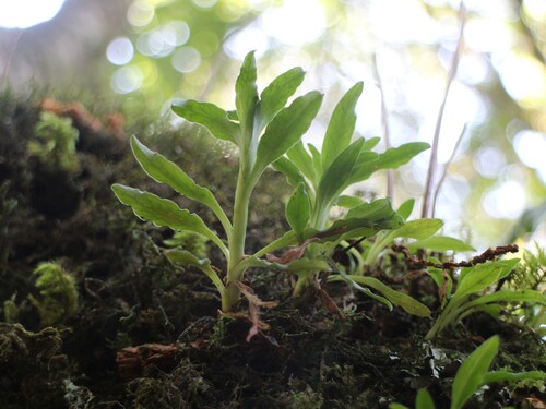 Goodyera pendula iNat (3)