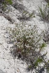 Asperula tephrocarpa