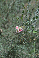 Atraphaxis frutescens