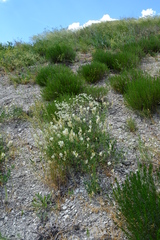 Astragalus albicaulis