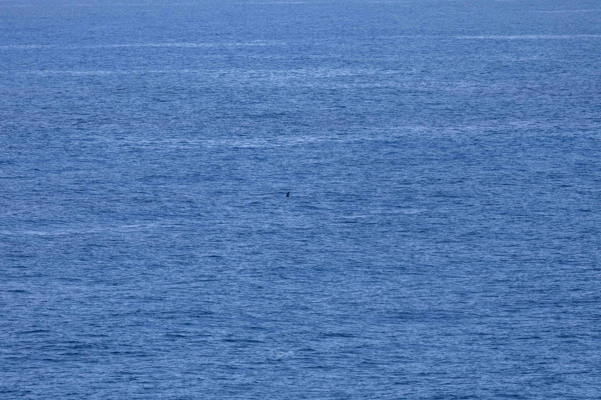 Balaenoptera bonaerensis