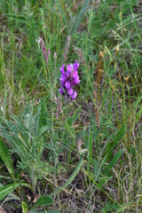 Astragalus varius