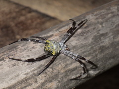 Argiope modesta
