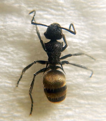 Chariomyrma