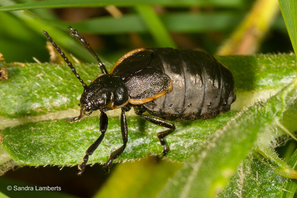 Arima marginata  iNaturalist