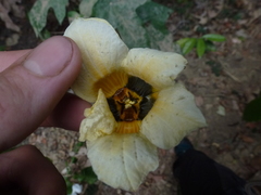 Momordica cochinchinensis