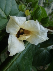 Momordica cochinchinensis