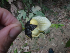 Momordica cochinchinensis