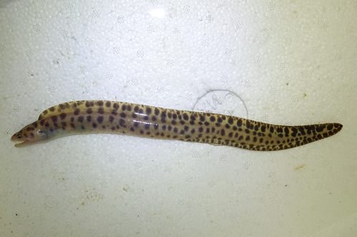 Reeves murene (Gymnothorax reevesii) — Muraenidae — 2