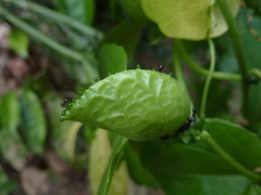 Momordica cochinchinensis
