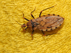 Panstrongylus geniculatus