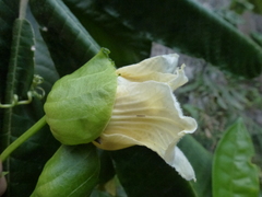 Momordica cochinchinensis