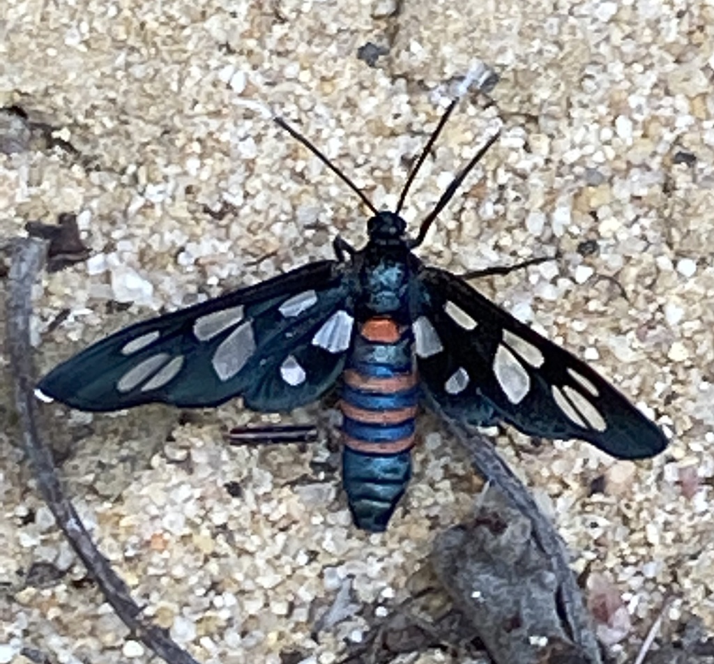 Amata schellhorni