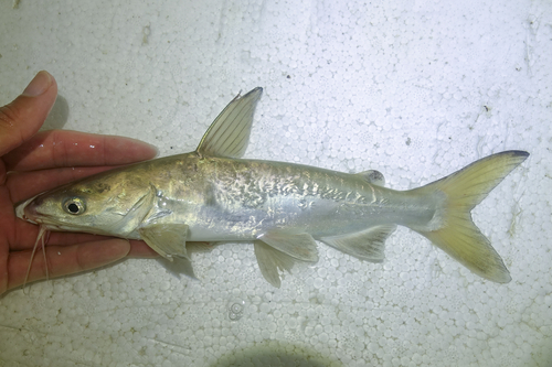 Thinspine sea catfish (Plicofollis tonggol) — Ariidae