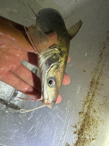 Thinspine sea catfish (Plicofollis tonggol) — Ariidae — 2