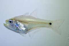 Bleeker's Cardinalfish photo 2