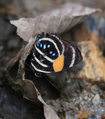 Callicore lyca mionina