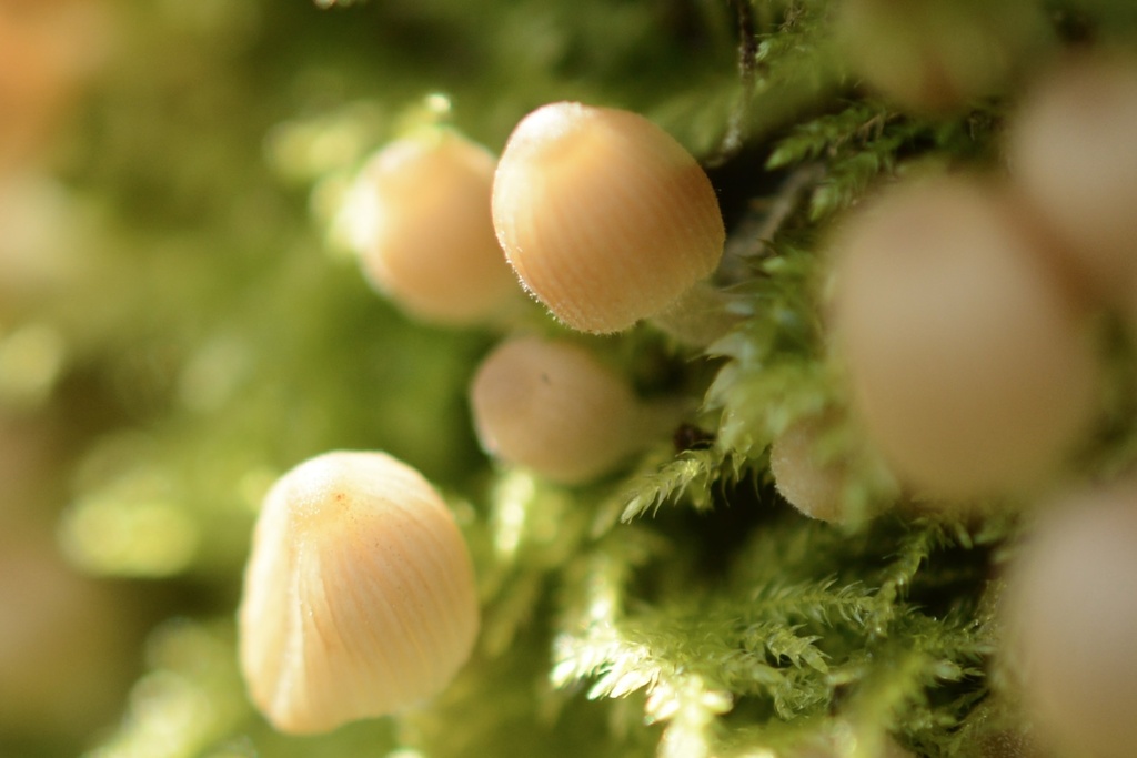 Coprinellus disseminatus · March 2026 · photo: © cryptomarasmius (iNaturalist, cc-by)