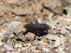 Pellicia
