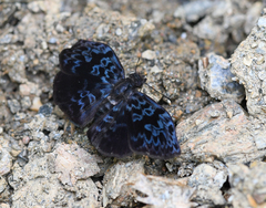 Cycloglypha thrasibulus