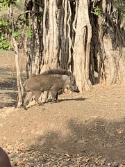 Sus scrofa cristatus