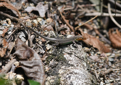 Cnemidophorus gaigei