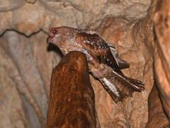 Steatornis caripensis