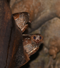 Steatornis caripensis