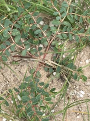 Euphorbia inaequilatera