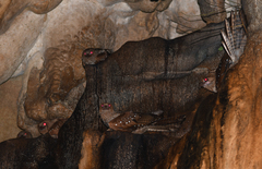 Steatornis caripensis