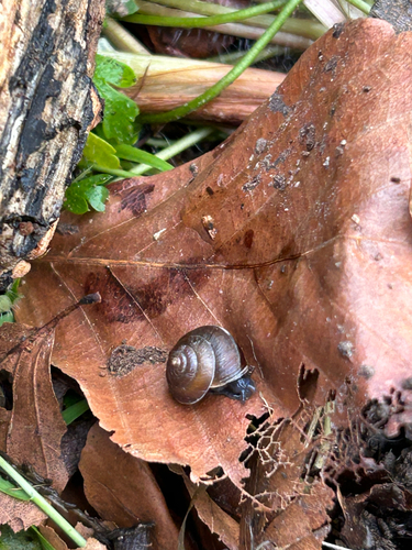 Hygromia cinctella