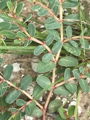 Euphorbia inaequilatera