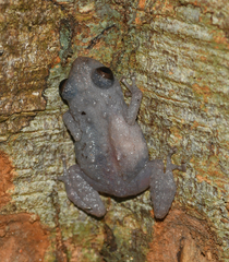Diasporus