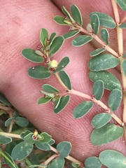 Euphorbia inaequilatera