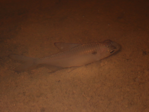 Grootschub-tetra (Moenkhausia grandisquamis) — Characidae