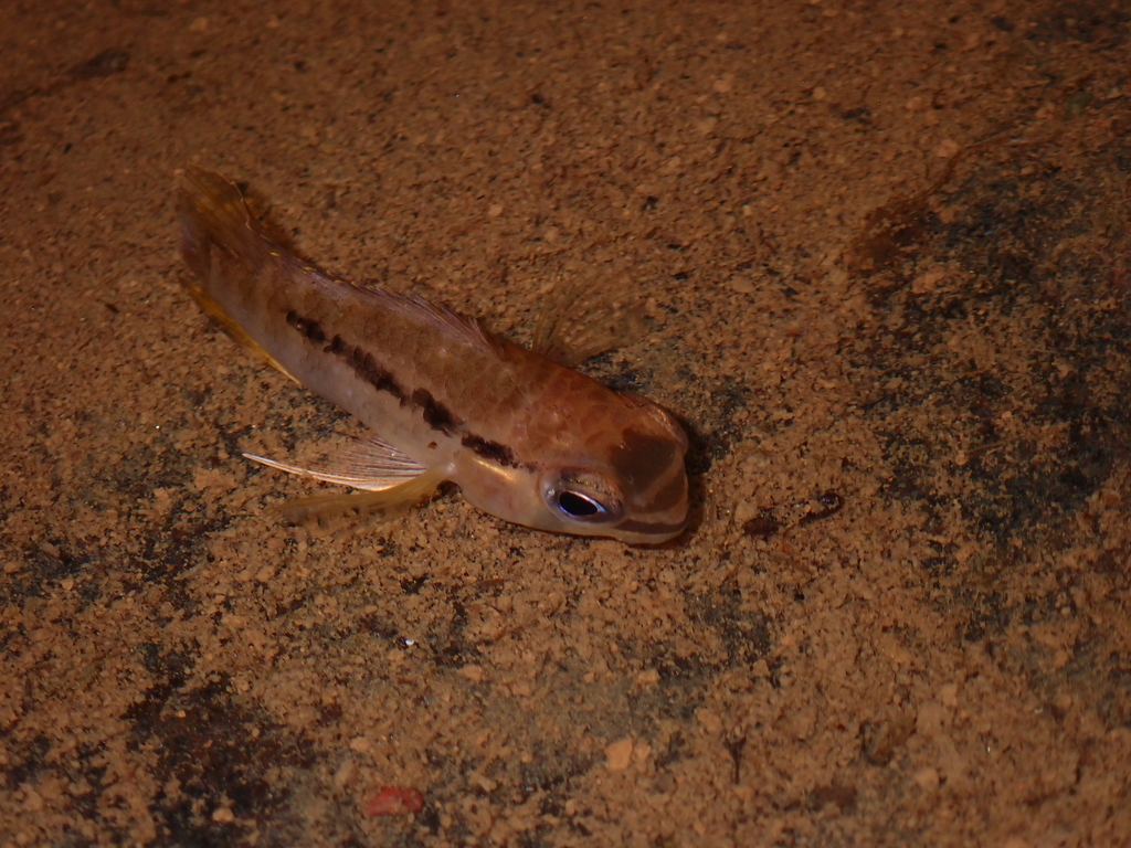 Dolphin cichlid (Krobia itanyi) — Cichlidae