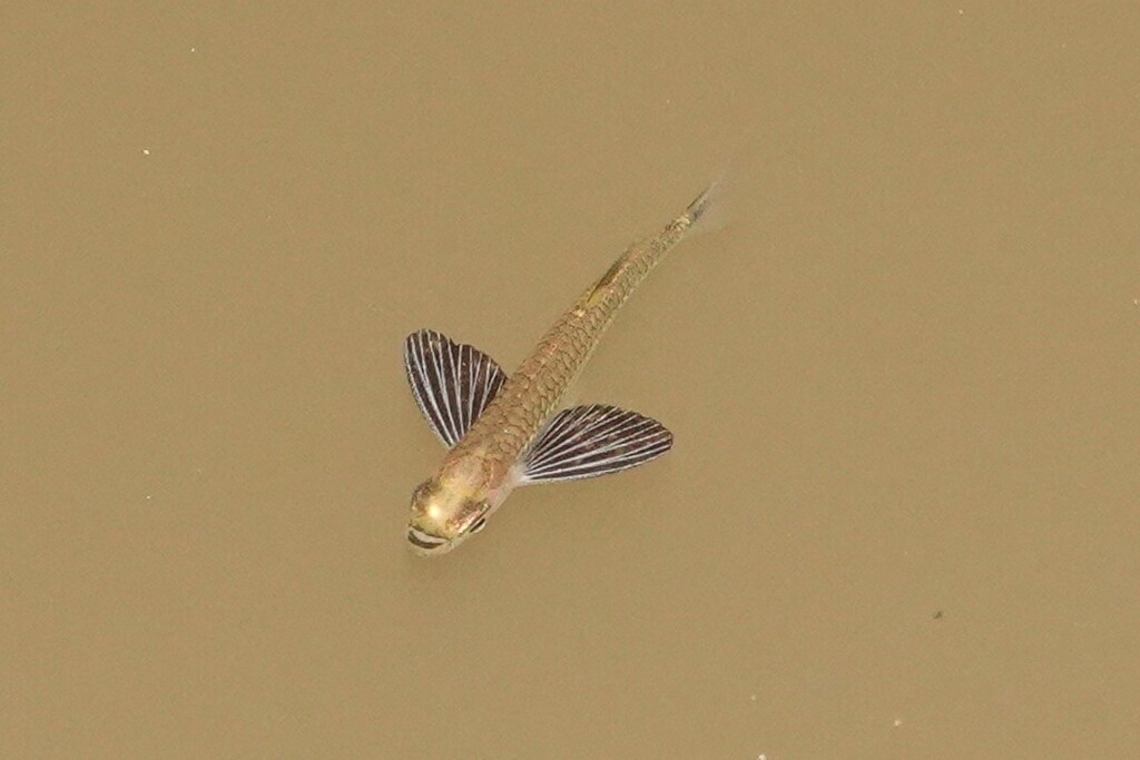 Common hatchetfish (Gasteropelecus sternicla) — Gasteropelecidae